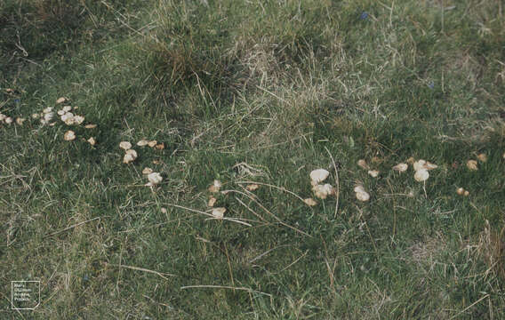 Image of Marasmius oreades (Bolton) Fr. 1836