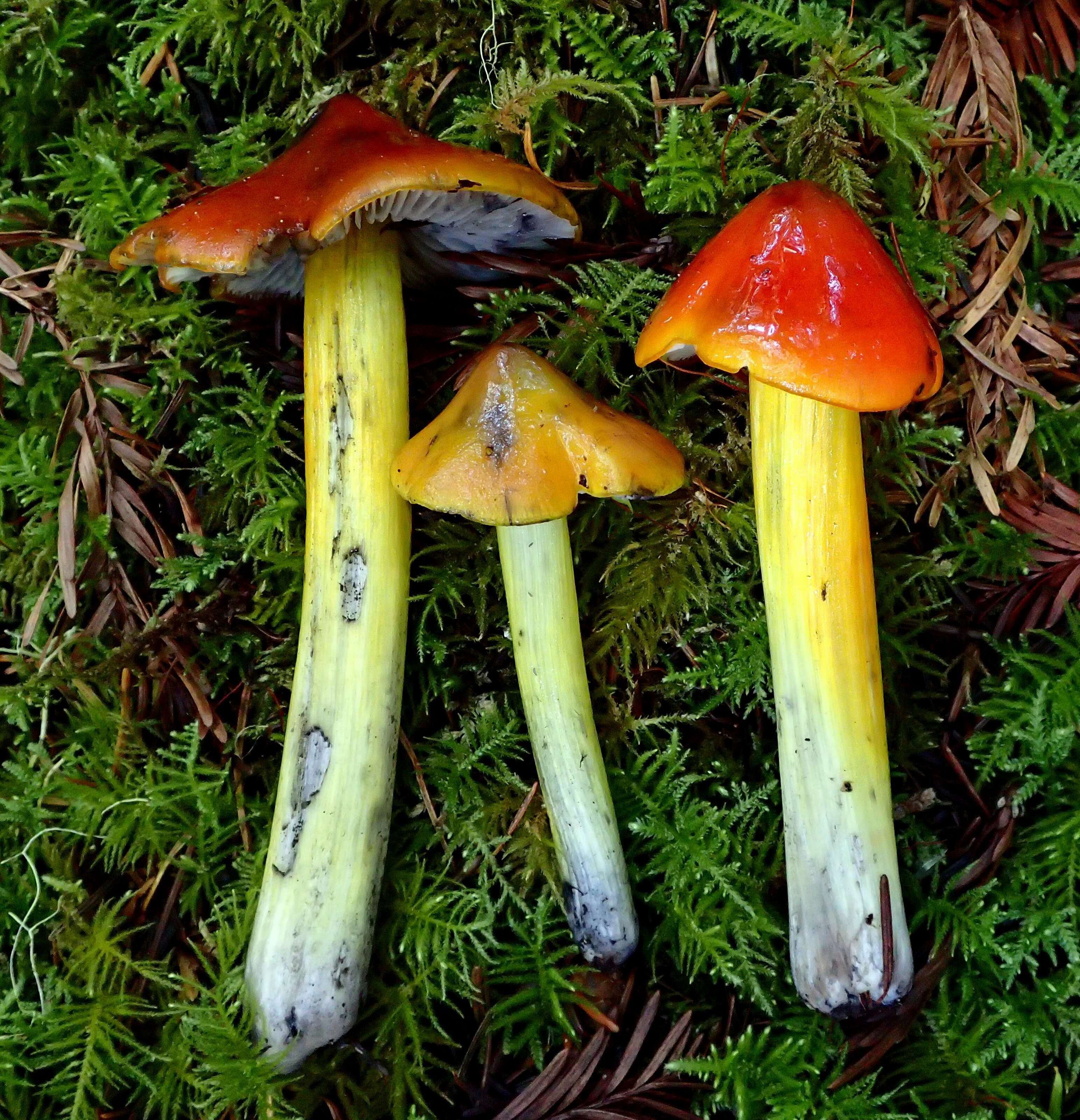 Image of Hygrocybe singeri (A. H. Sm. & Hesler) Singer 1958