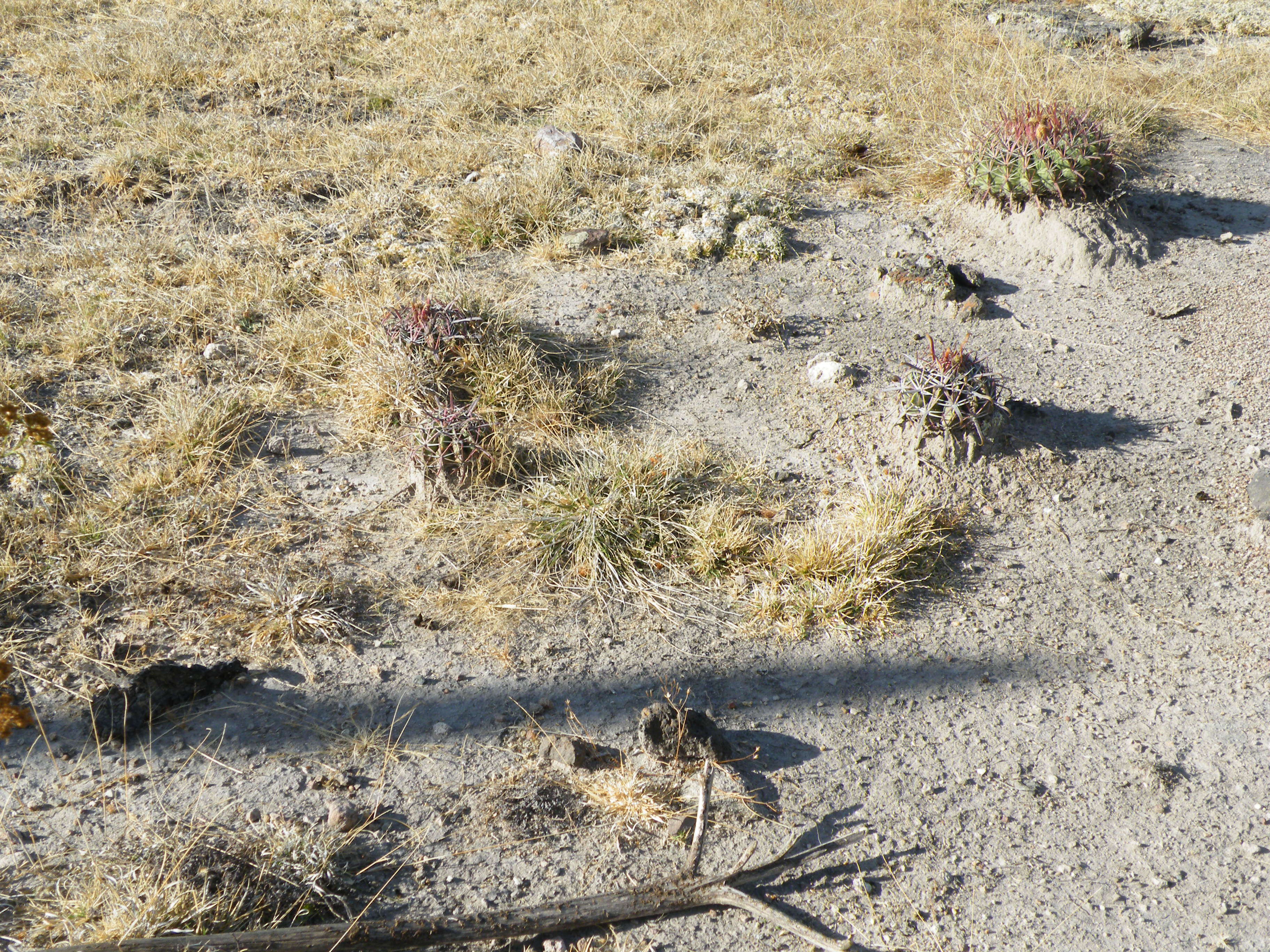 Image of Ferocactus latispinus (Haw.) Britton & Rose