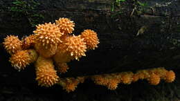 Image of Pholiota squarrosoides (Peck) Sacc. 1887