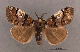 Image of Manto Tussock Moth