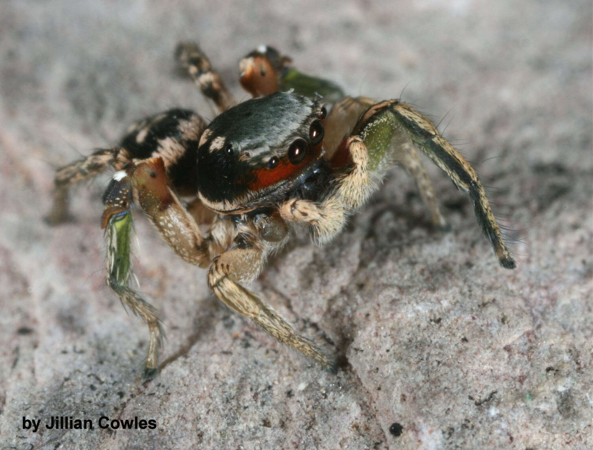 Image of Habronattus pyrrithrix (Chamberlin 1924)