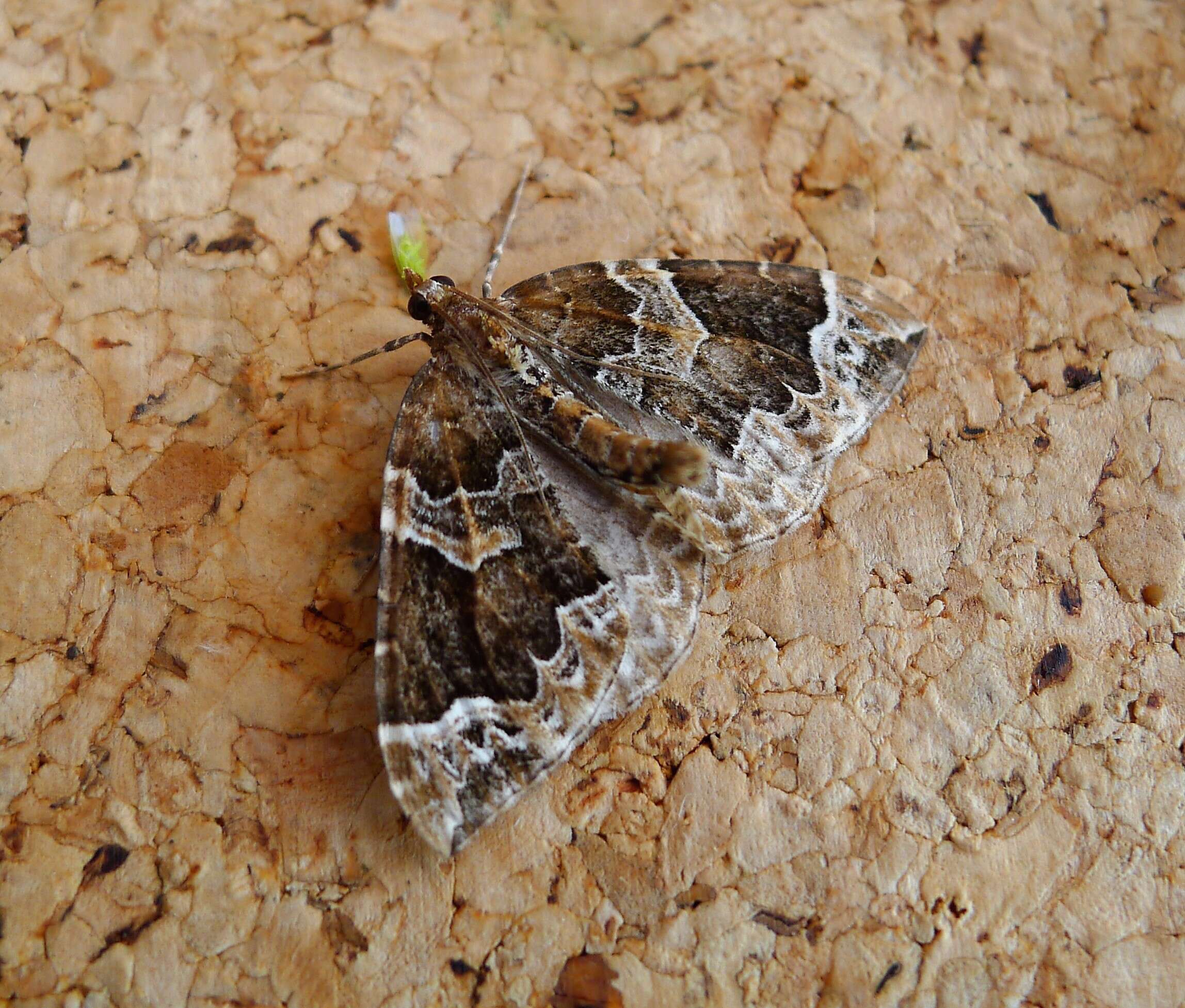 Eulithis prunata Linnaeus 1758 resmi