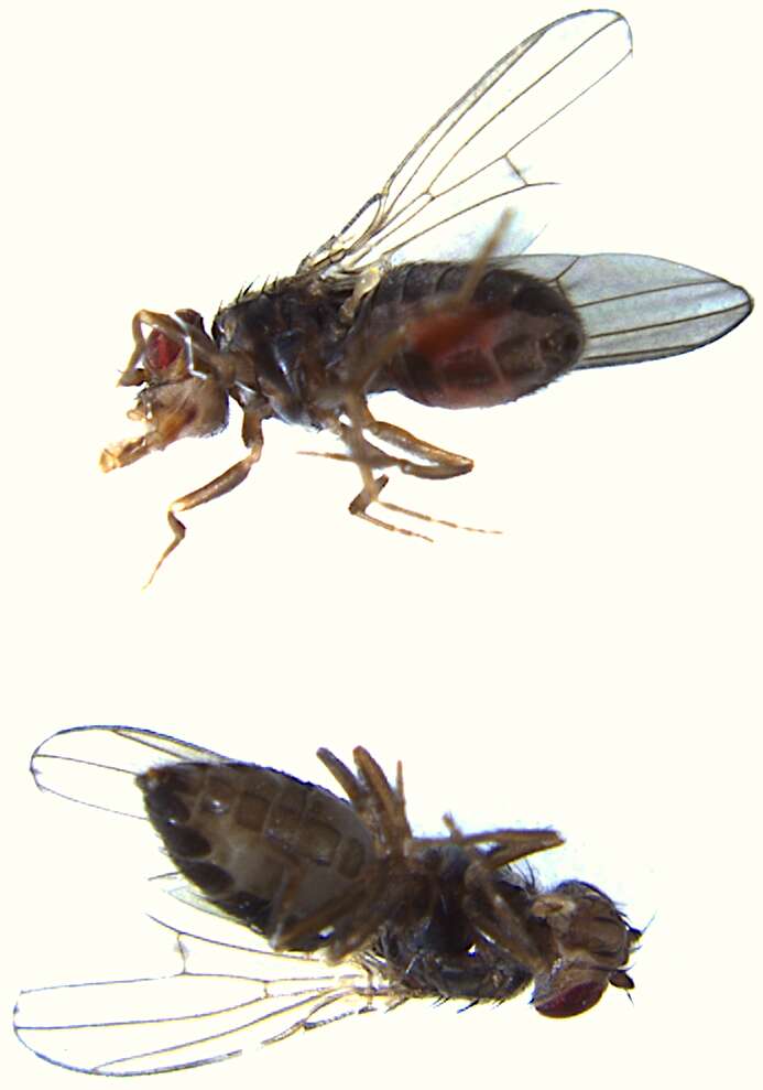 Image of Pomace fly