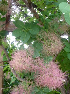 Image of European smoketree