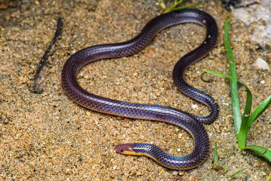 Image of Red-headed Reed Snake