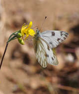 Image of Checkered White