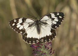 Imagem de Melanargia titea Klug 1832