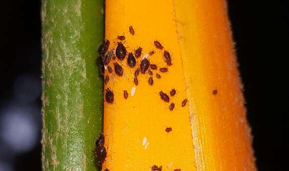 Image of Banana aphid