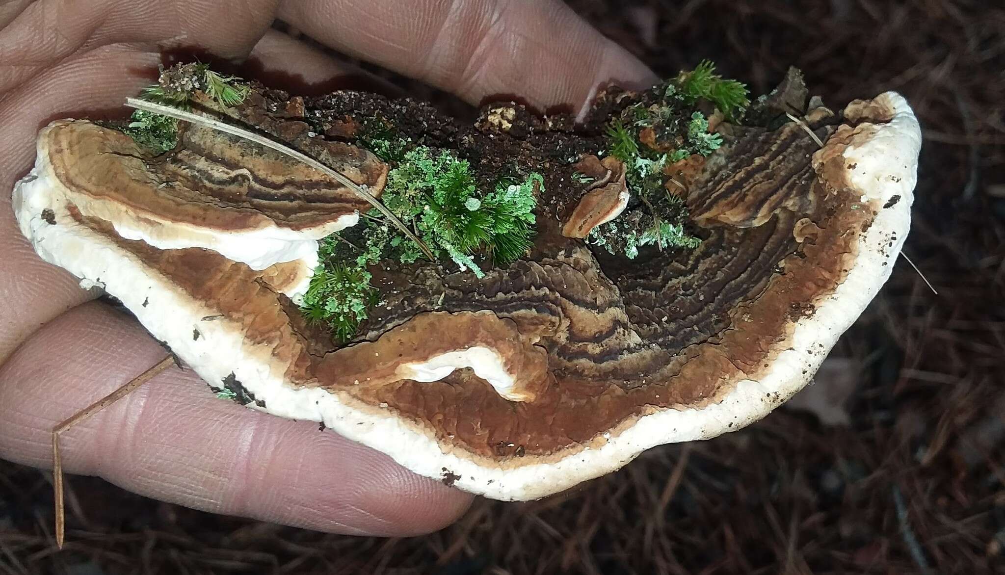 Image de Polypore du pin