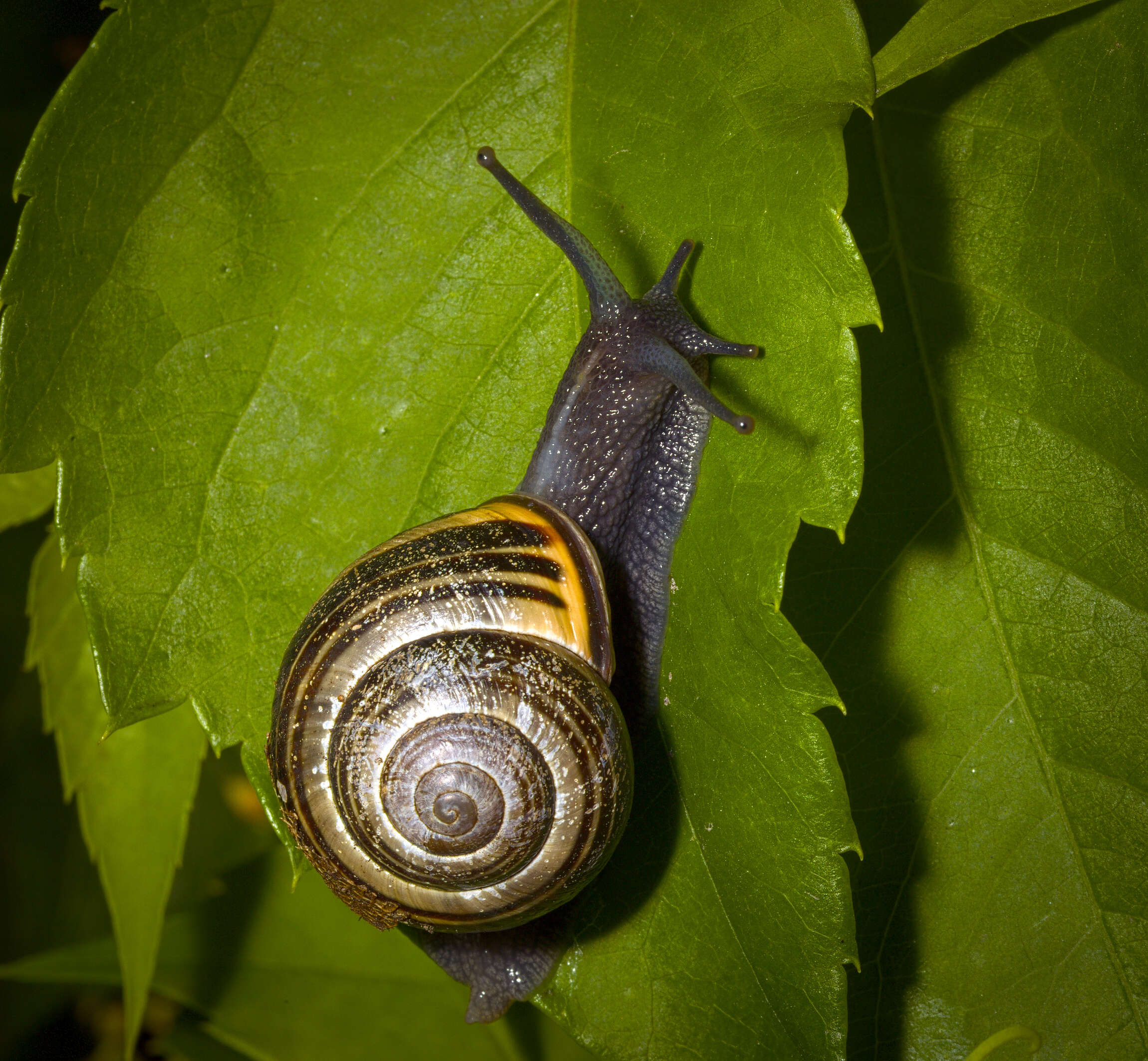 Image of Brown Lipped Snail