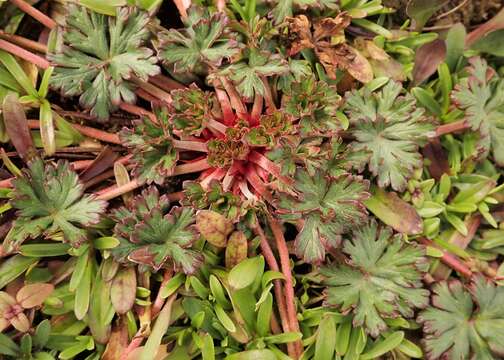 Imagem de Geranium columbinum L.