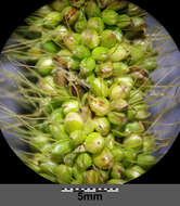 Image of Foxtail millet