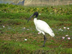 Image of Black-headed Ibis