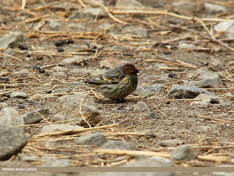 Image of Fire-fronted Serin