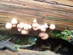 Image of Lycogala epidendrum