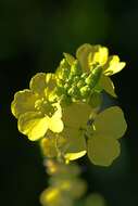 Image of charlock mustard