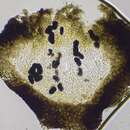 Image of lichenothelia lichen