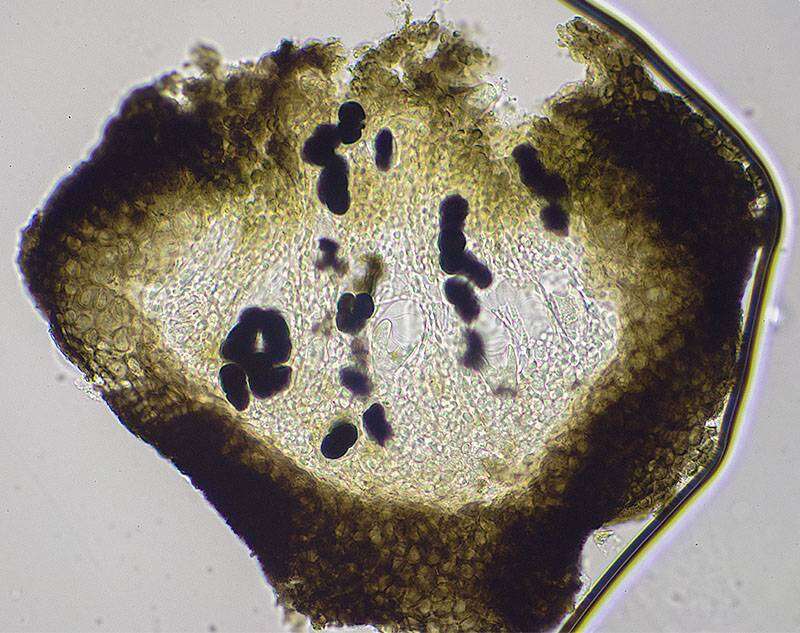 Image of lichenothelia lichen