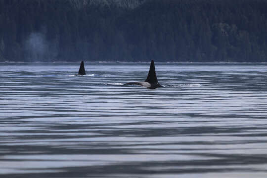 Image of killer whale