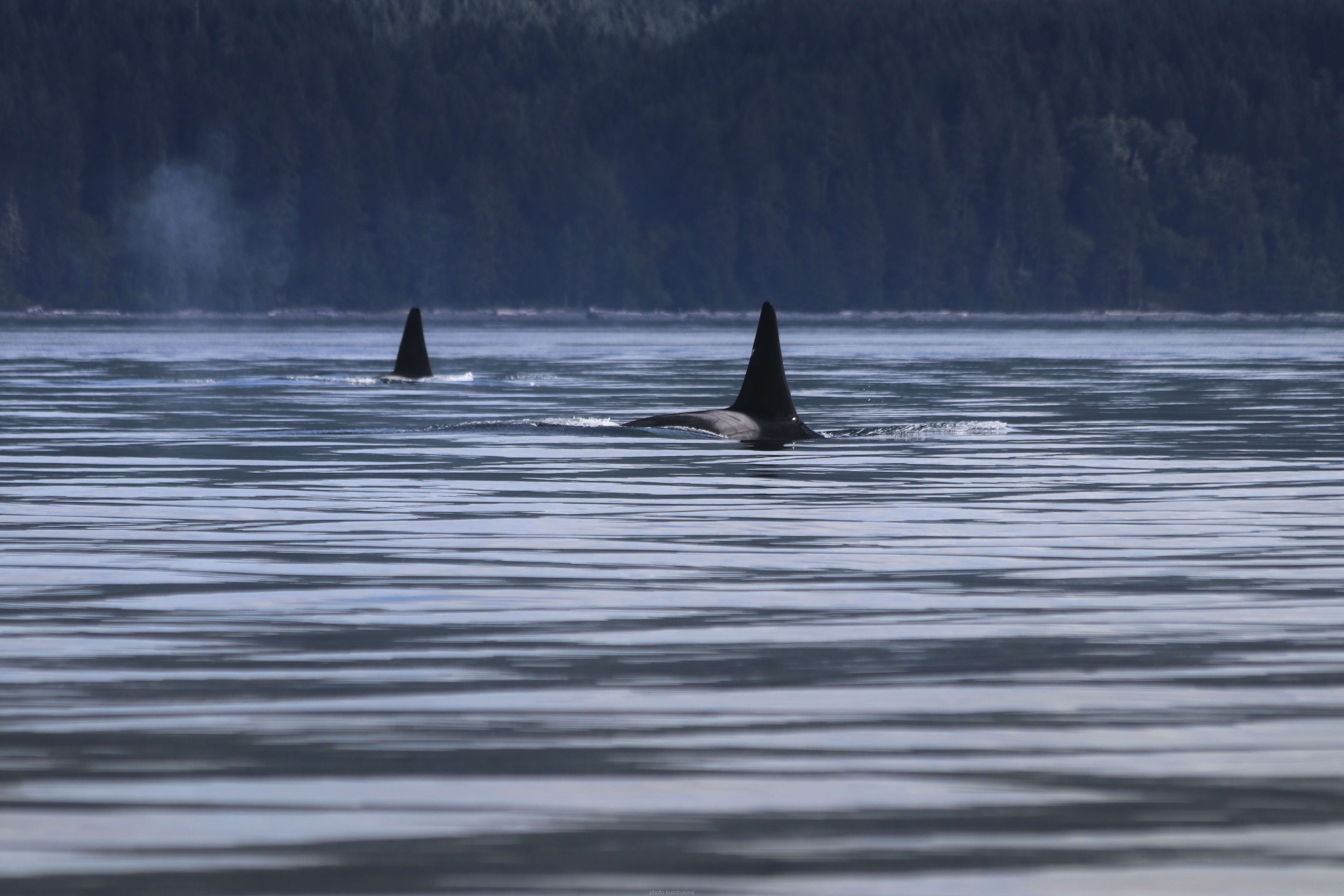 Image of killer whale