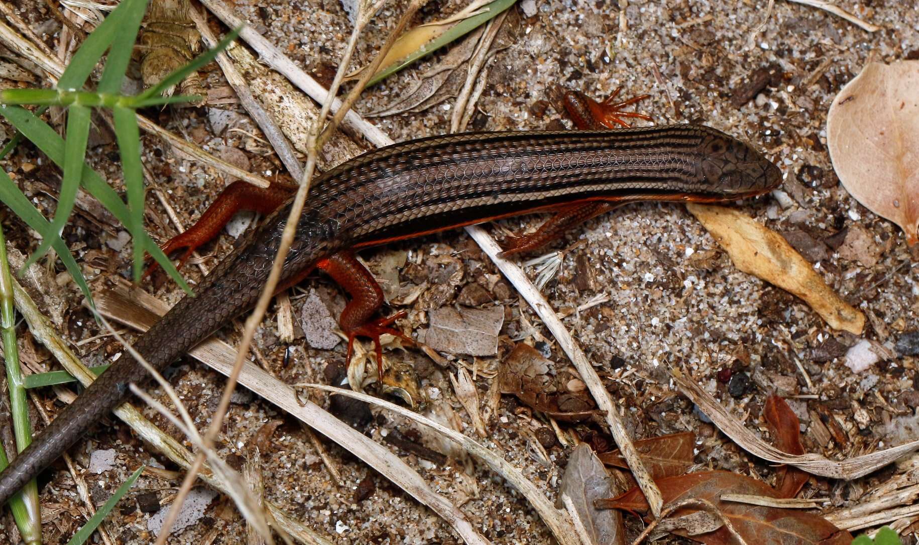 Sivun Trachylepis homalocephala (Wiegmann 1828) kuva