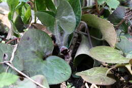 Image of European wild ginger