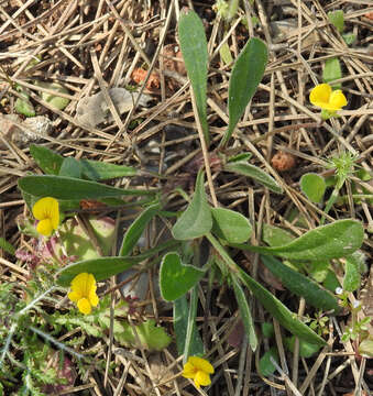 Plancia ëd Scorpiurus muricatus L.