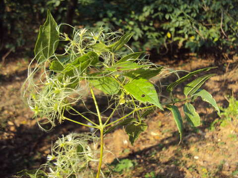 Image of Clematis javana DC.