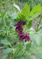 Imagem de Vicia narbonensis L.