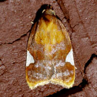 Image of flat white-spotted leaf roller