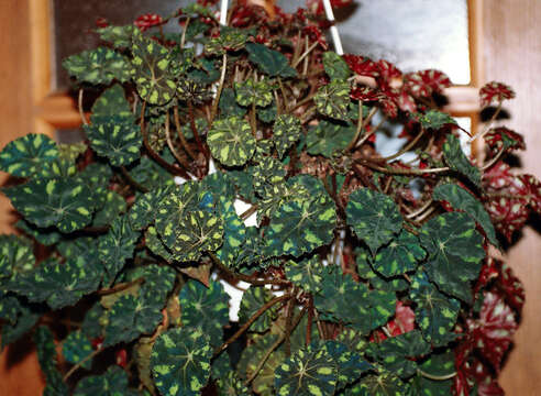 Image of Begonia bowerae Ziesenh.