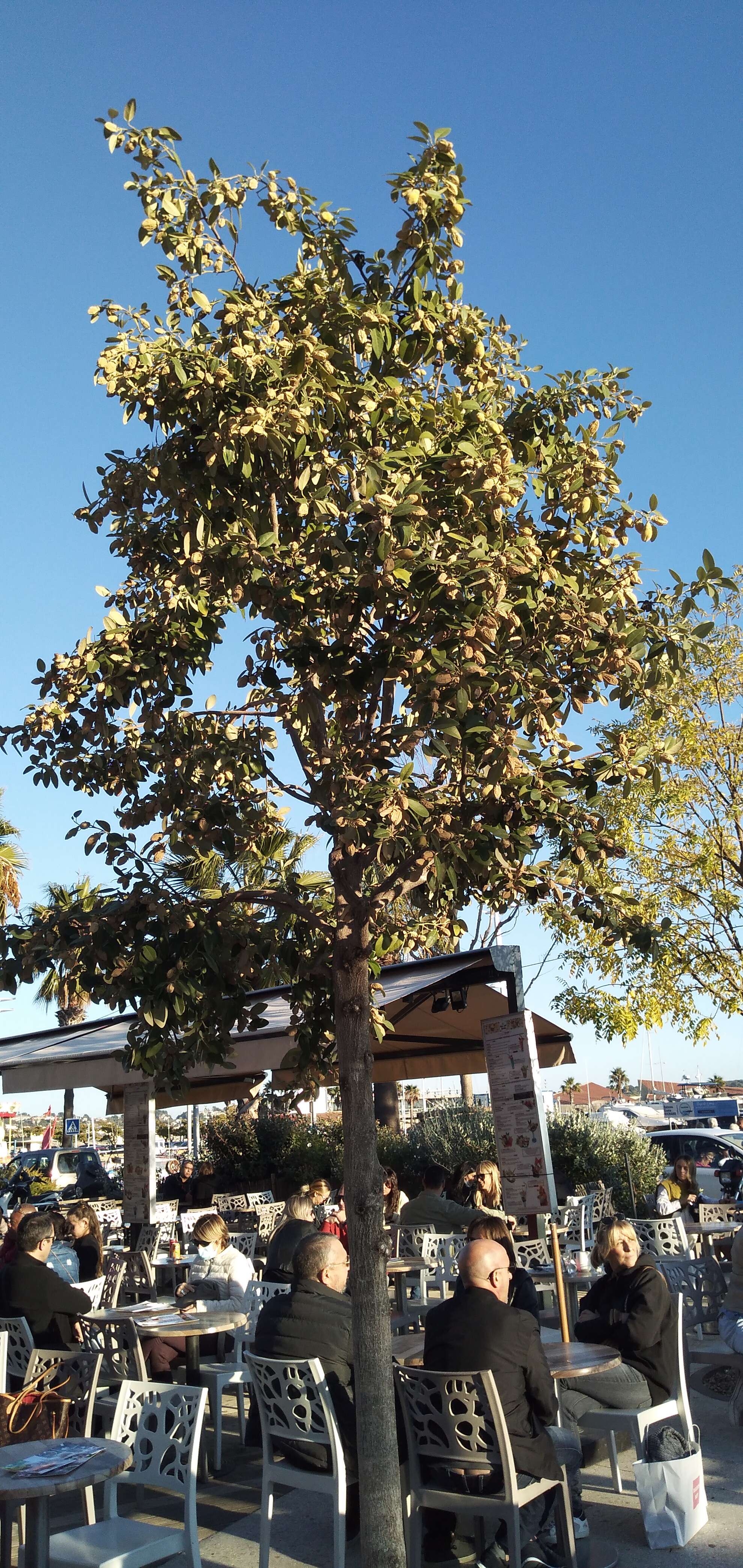 Image of cow itch tree