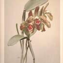 Image of Cattleya schofieldiana Rchb. fil.