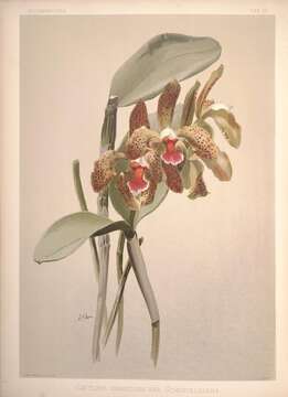 Image of Cattleya schofieldiana Rchb. fil.