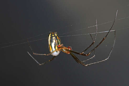 Image of Leucauge argyra (Walckenaer 1841)