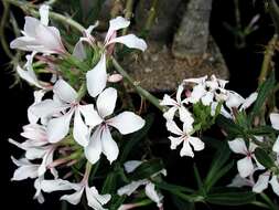 Image of Pachypodium succulentum (L. fil.) Sweet