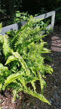 Image of sword ferns