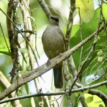 Image of Streak-eared Bulbul