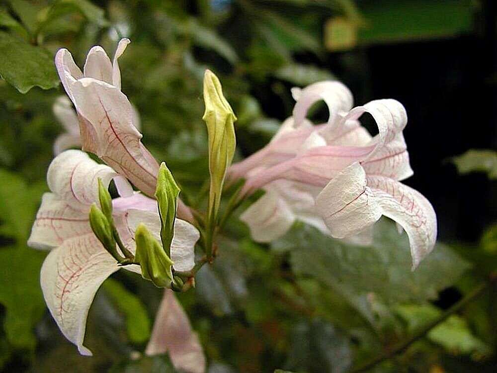 Image of River bells