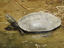 Image of Balkan pond turtle