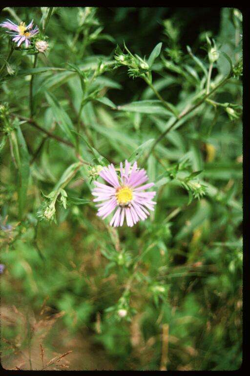 Image of Lindley's aster