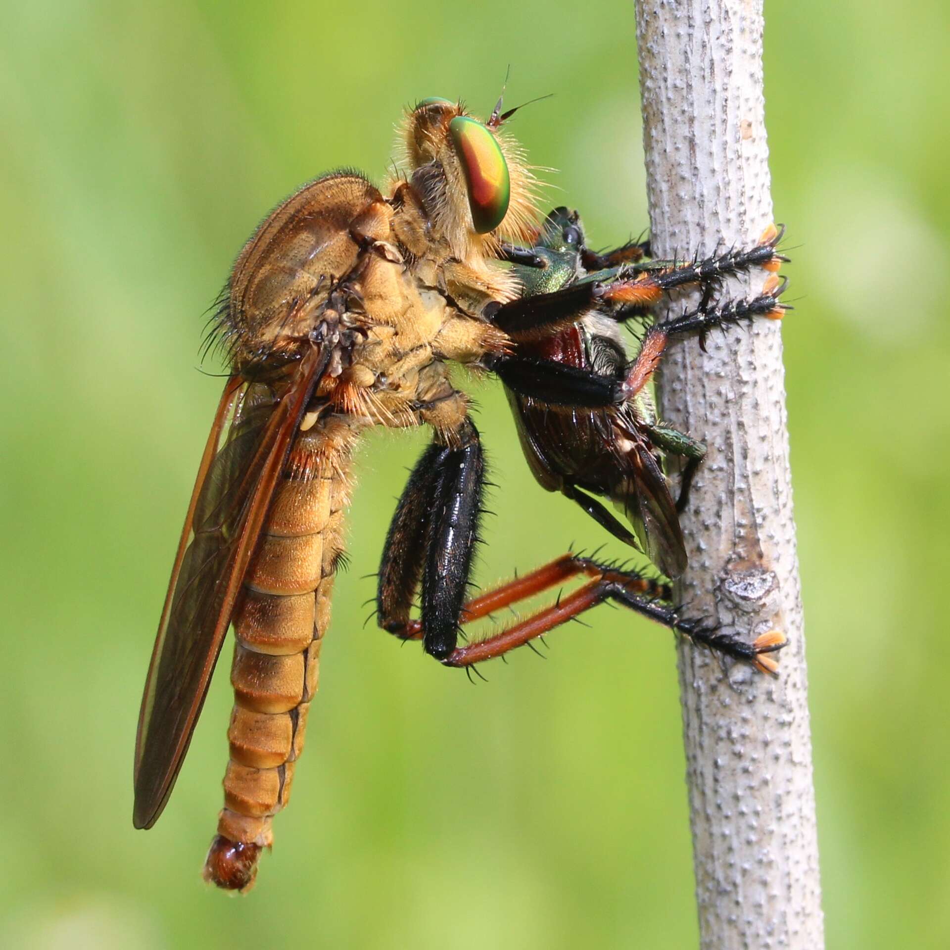 صورة Cophinopoda chinensis (Fabricius 1794)