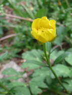 Ranunculus bulbosus L.的圖片