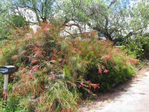 Image of fountainbush