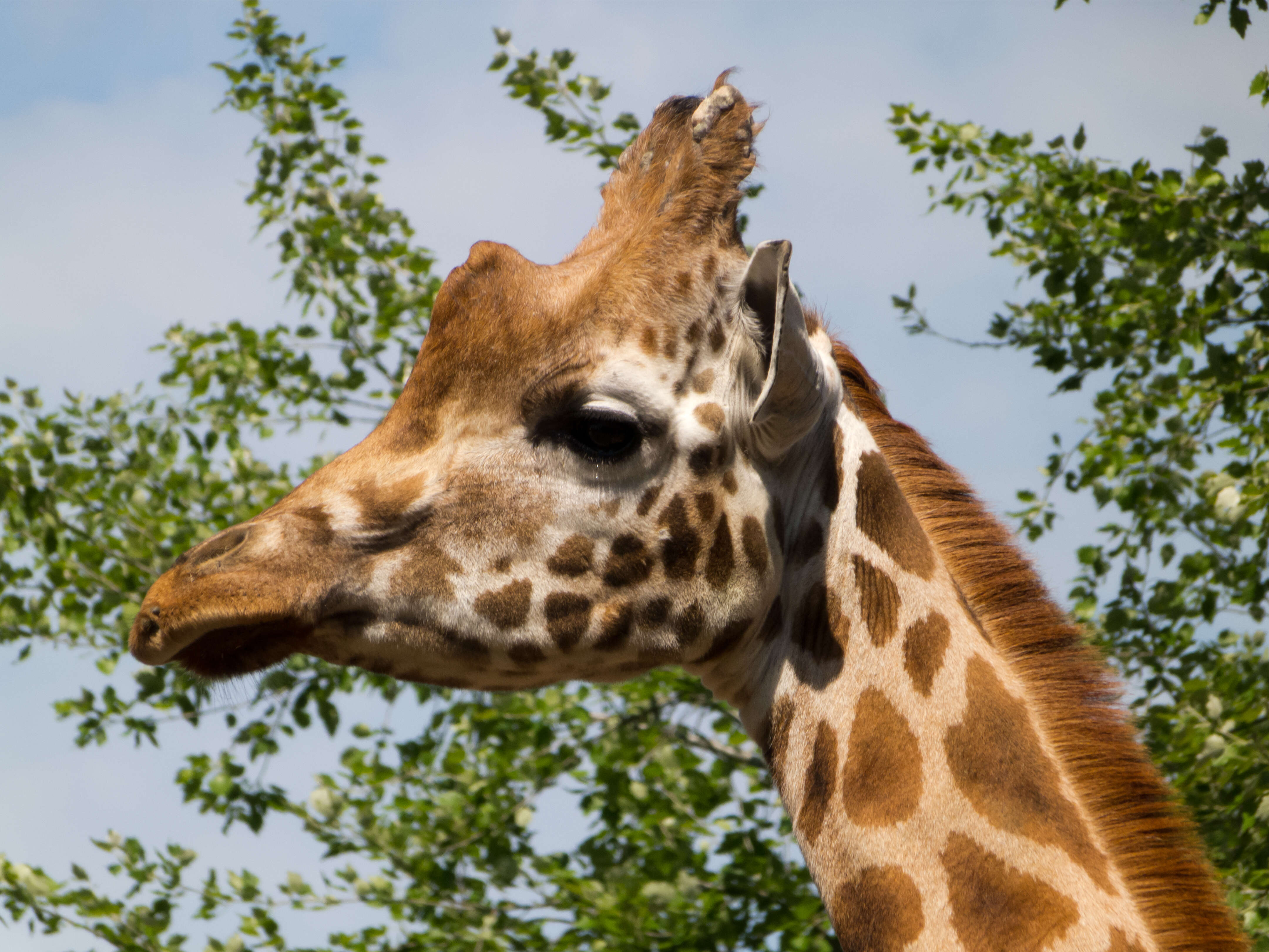 Image of Giraffe