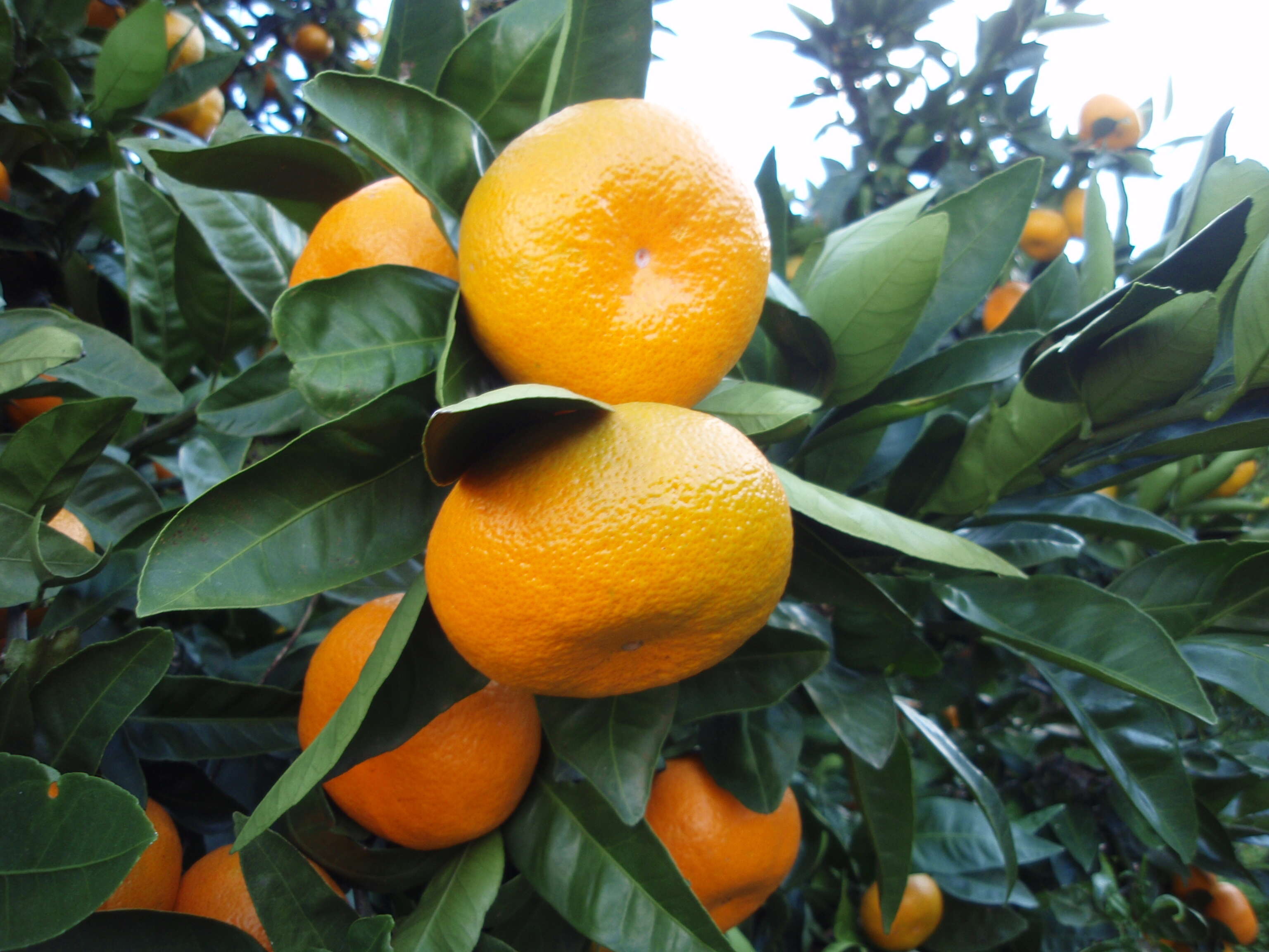 Image of Citrus unshiu