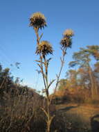 Image of carline thistle