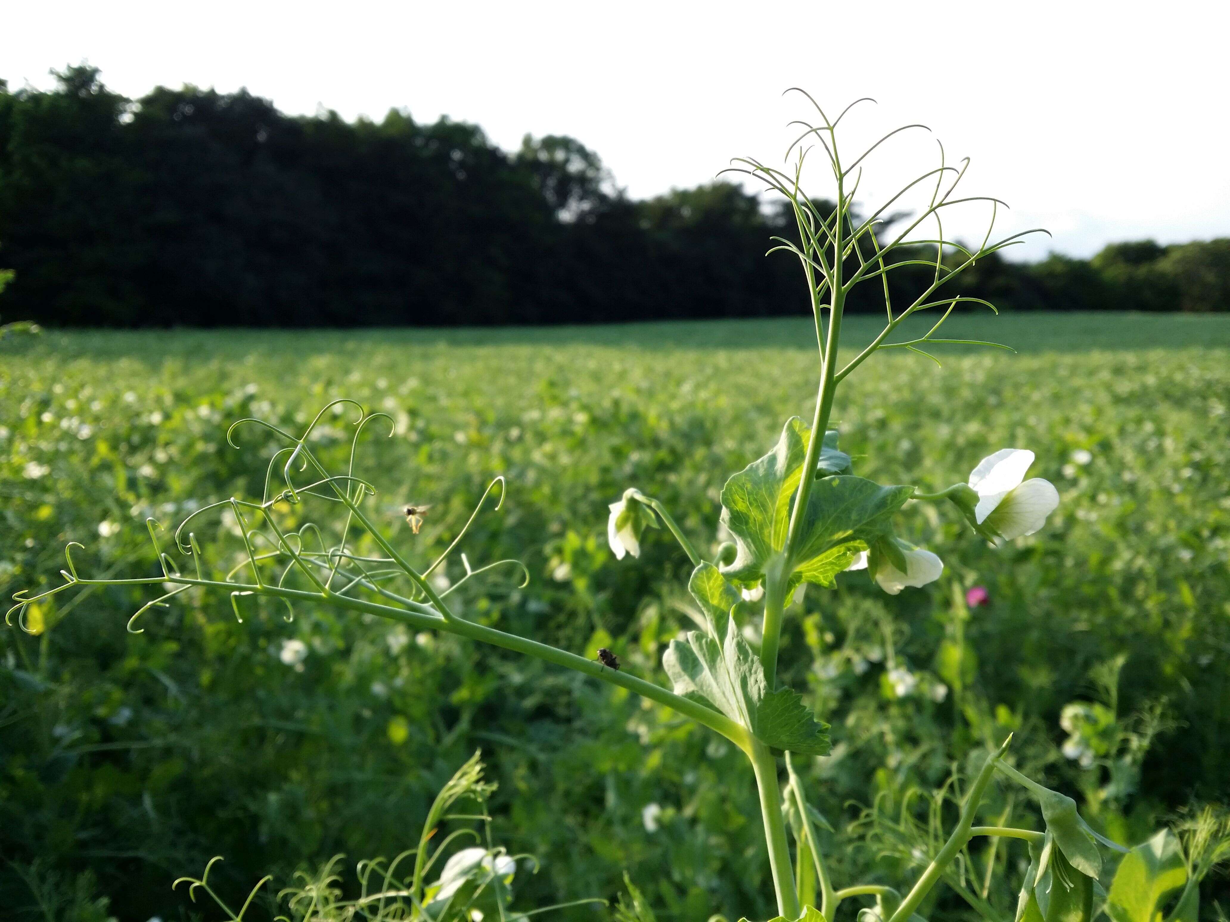 Plancia ëd Pisum sativum var. macrocarpum