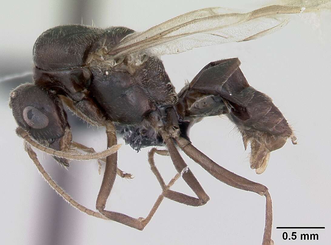 Imagem de Lasius platythorax Seifert 1991